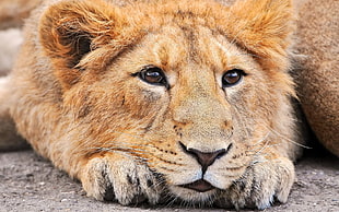 closeup photography of lion HD wallpaper